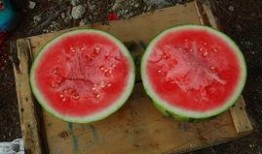 51朝阳吃瓜,揭秘娱乐圈最新吃瓜事件，带你领略明星幕后故事